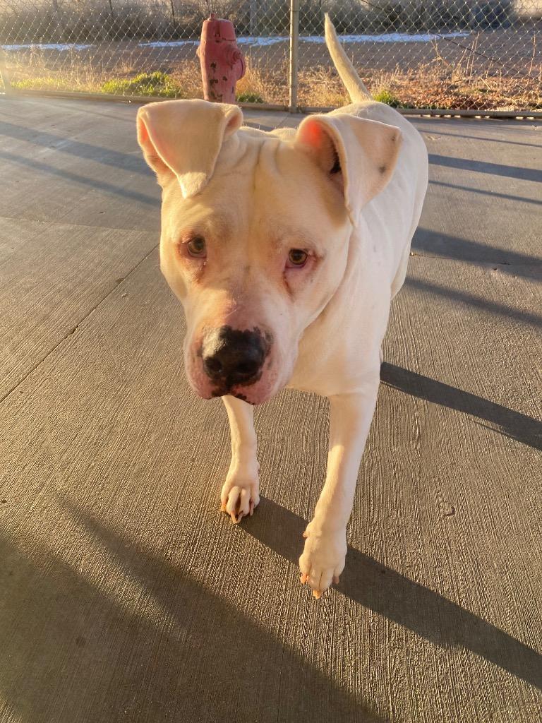 Enlarge Lola, a Adoptable mixed breed in Heber City, UT image 1/1