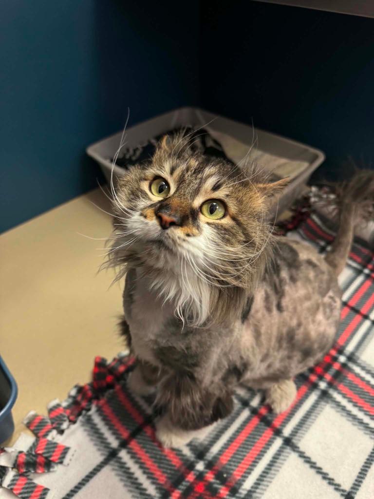 Kahan, Adoptable, Adult Male Domestic Long Hair.