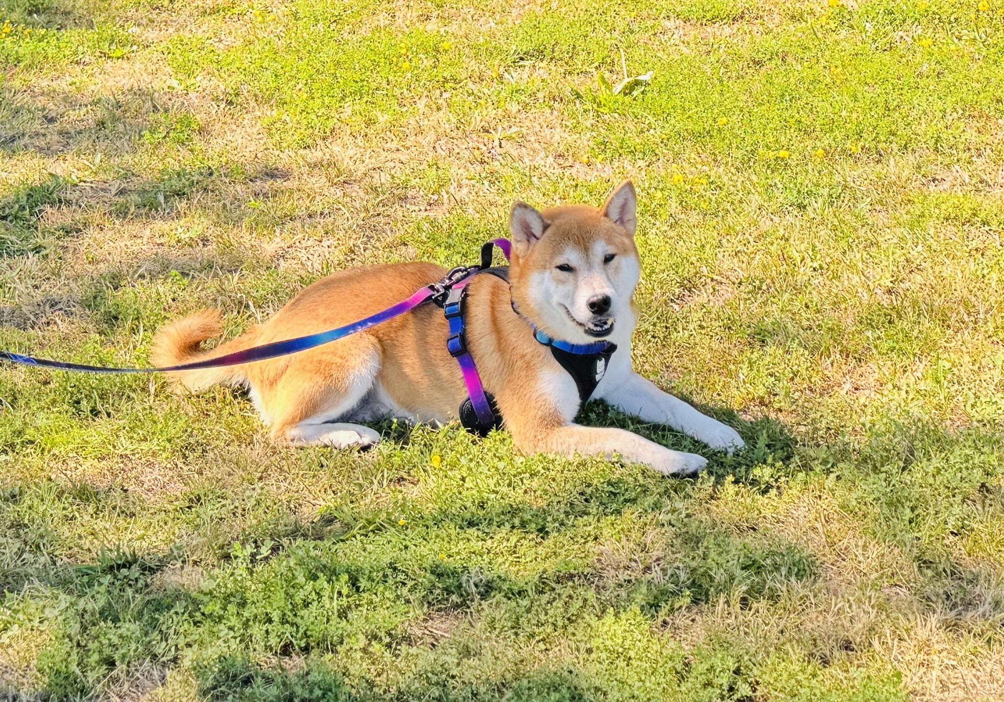 Shichmi, a ADOPTABLE Shiba Inu in Vancouver, BC image 4/6