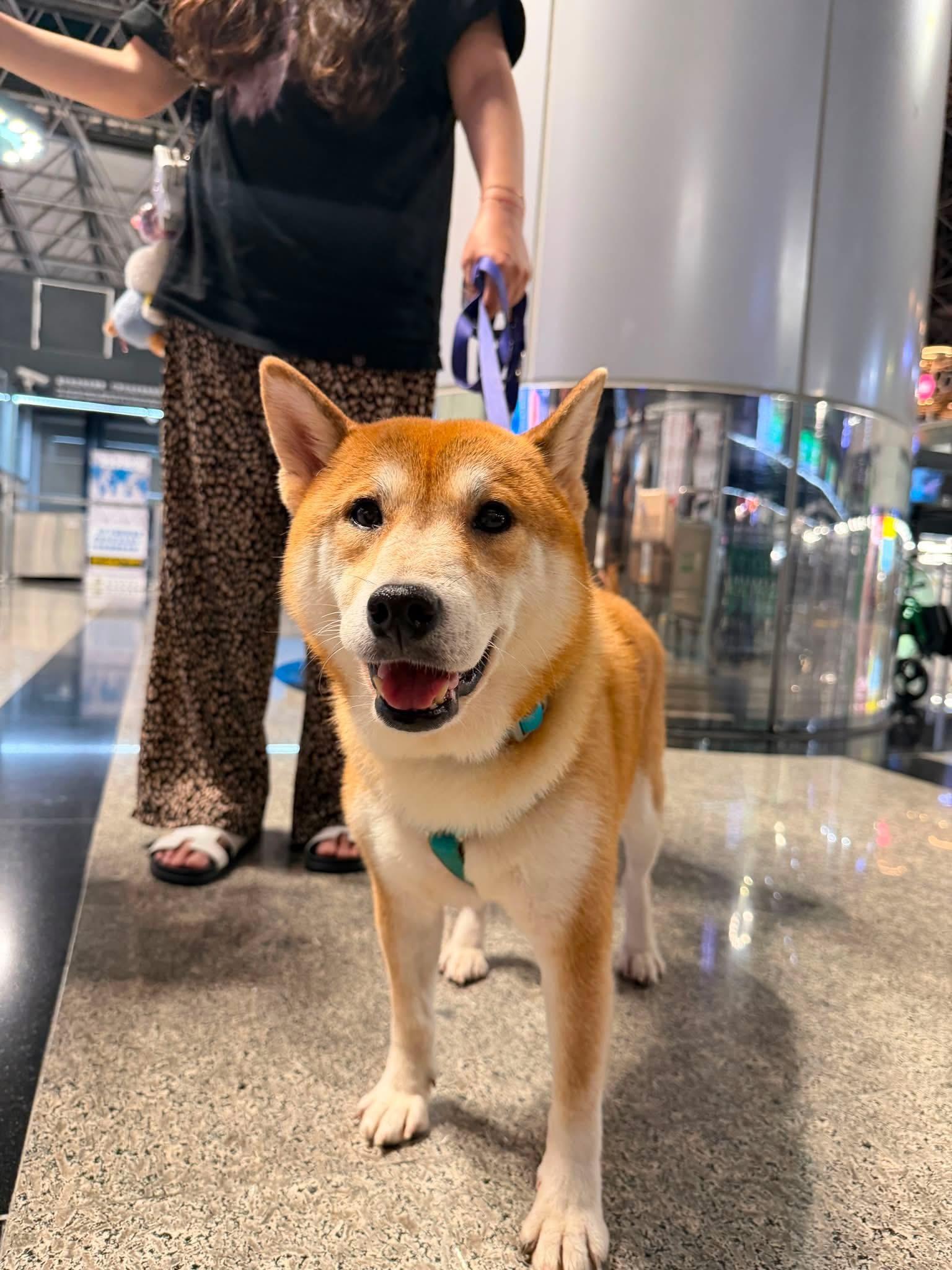 Shichmi, a ADOPTABLE Shiba Inu in Vancouver, BC image 3/6