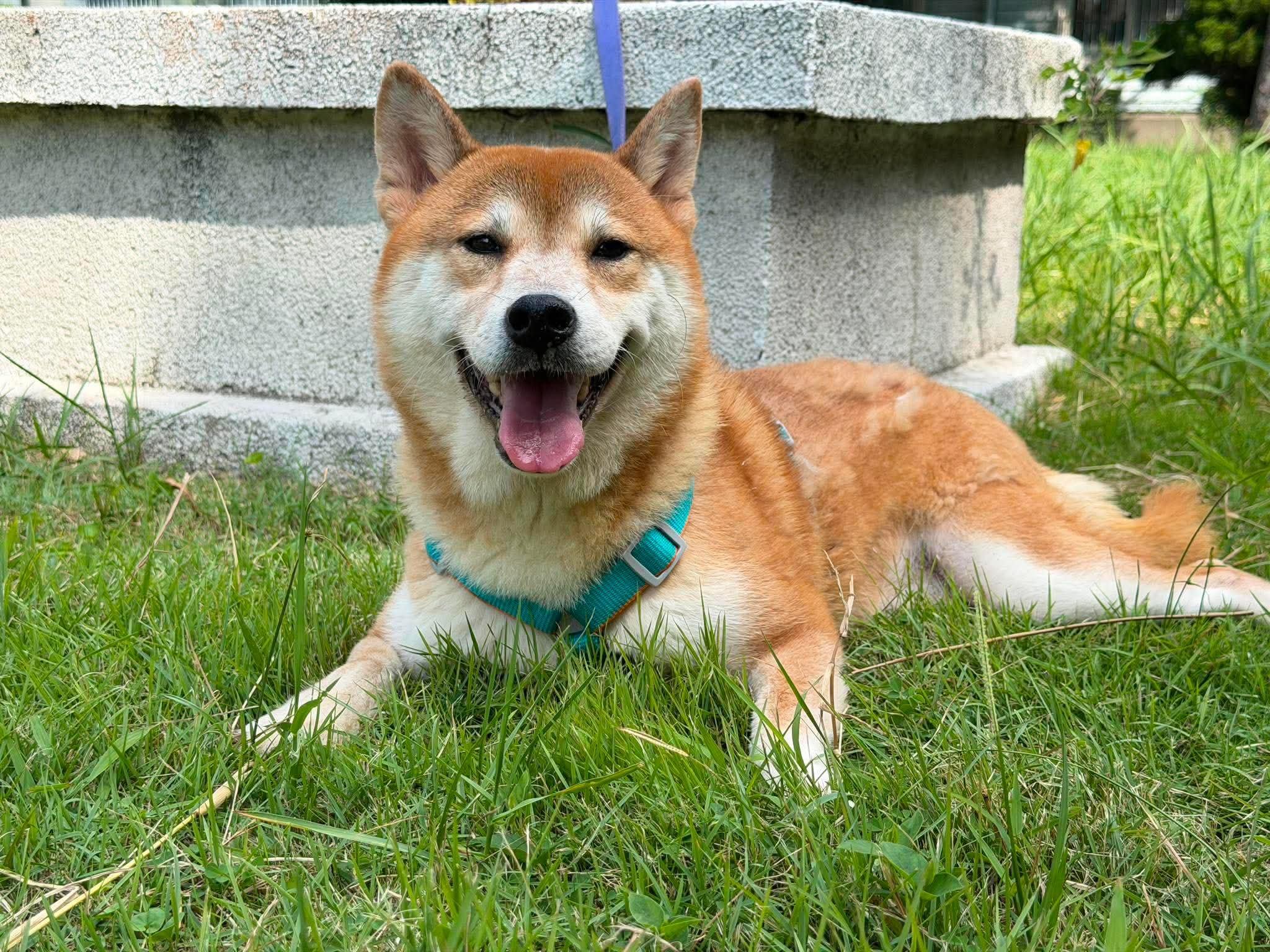 Shichmi, ADOPTABLE, Adult Female Shiba Inu.