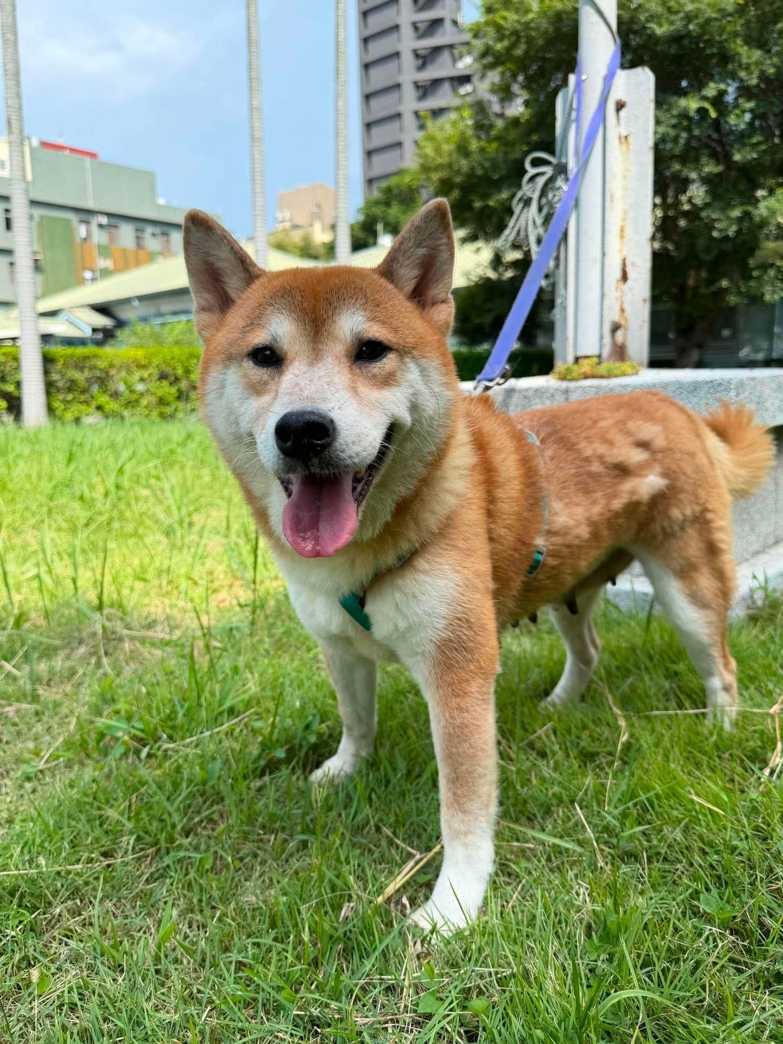 Shichmi, a ADOPTABLE Shiba Inu in Vancouver, BC image 2/6