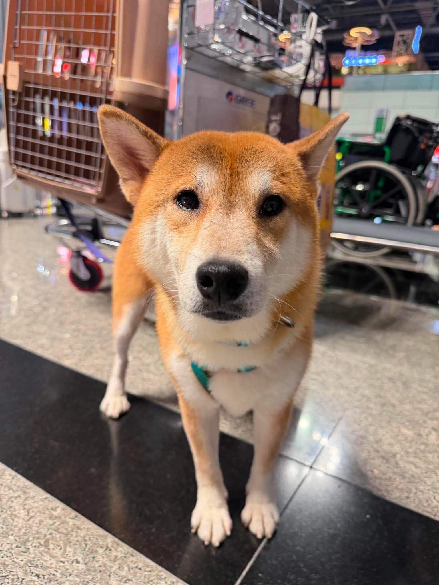 Shichmi, a ADOPTABLE Shiba Inu in Vancouver, BC image 6/6