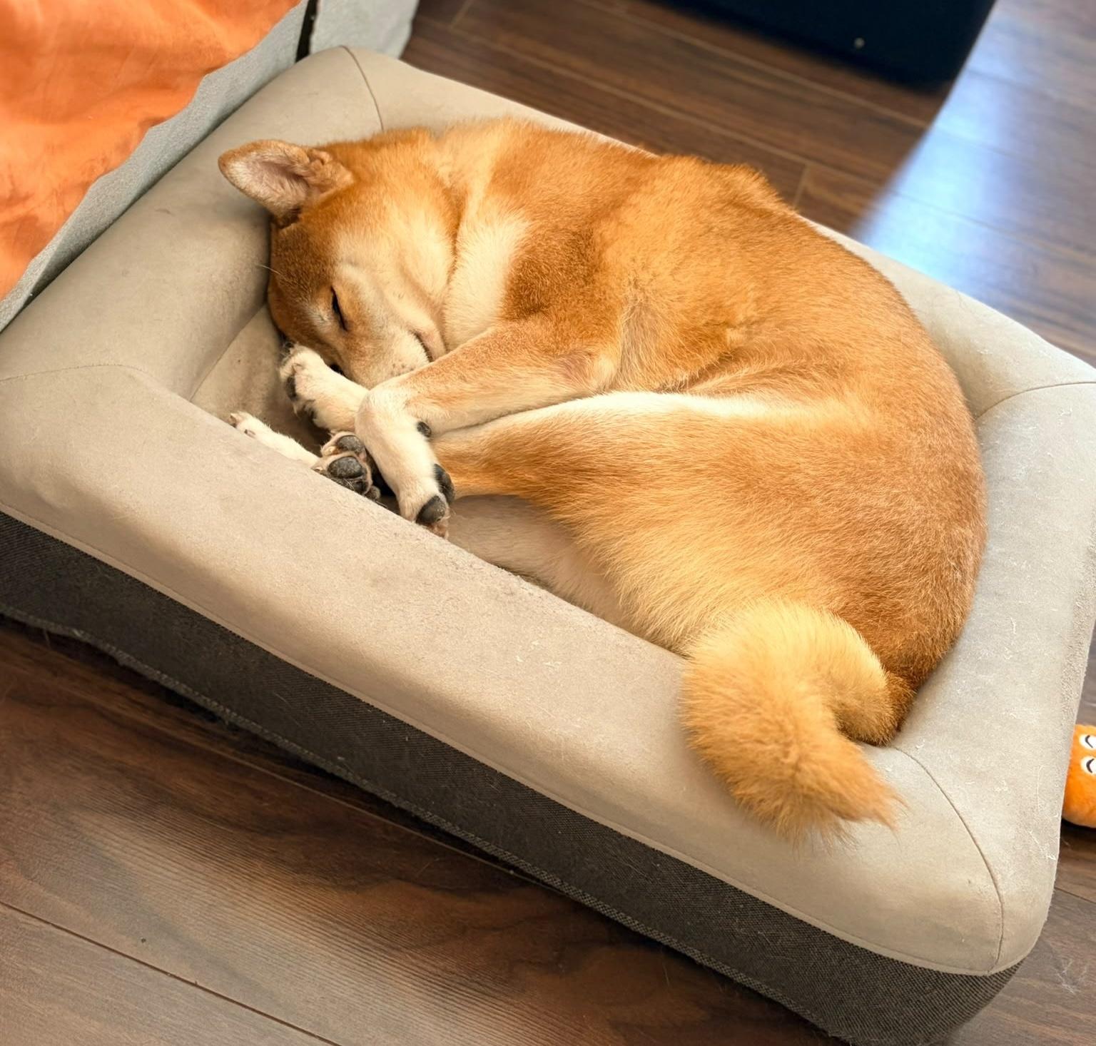 Shichmi, a ADOPTABLE Shiba Inu in Vancouver, BC image 5/6
