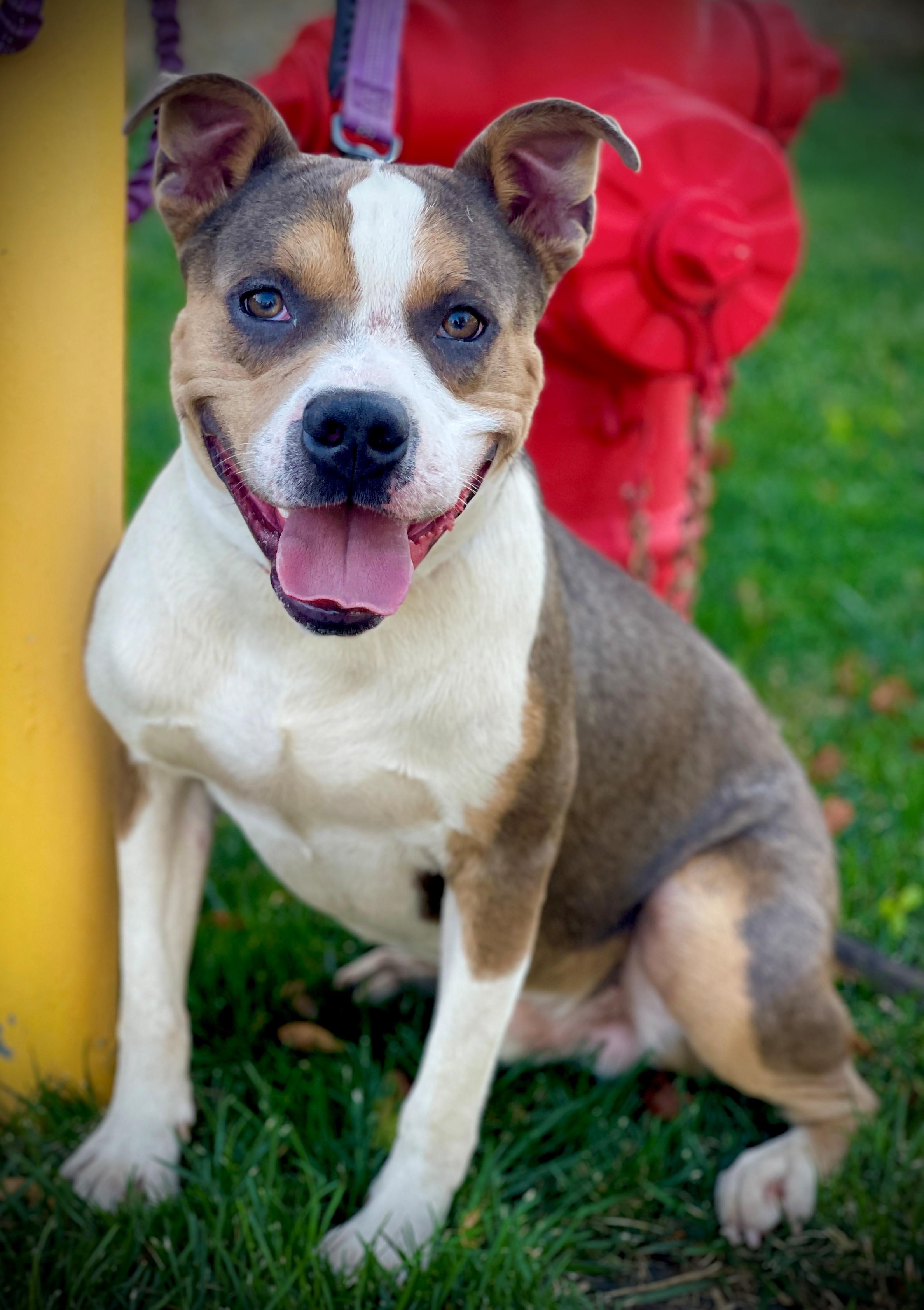 Petey A061213, Adoptable, Young Male Pit Bull Terrier & American Bully.