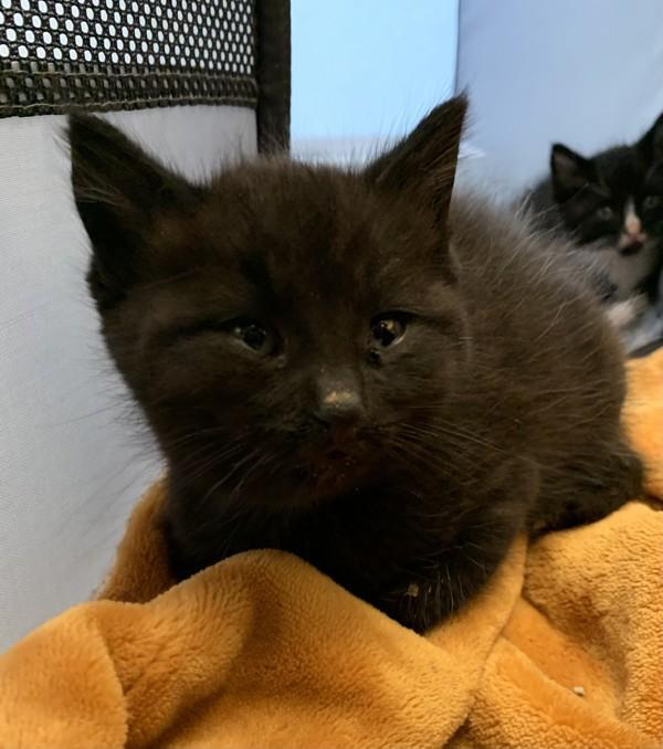 Gomez, Adoptable, Kitten Male Domestic Short Hair.