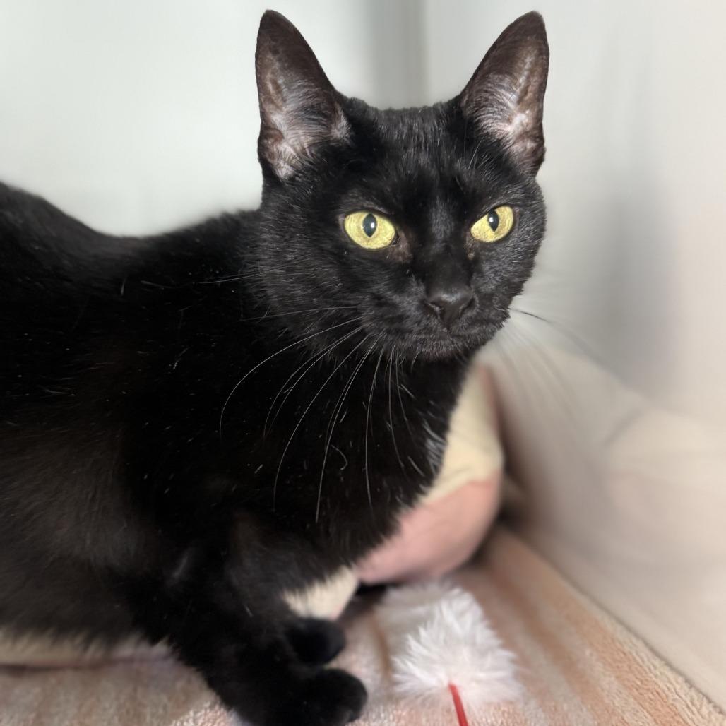 Enlarge Little Bit, a Adoptable Domestic Short Hair in Ridgely, MD image 1/6