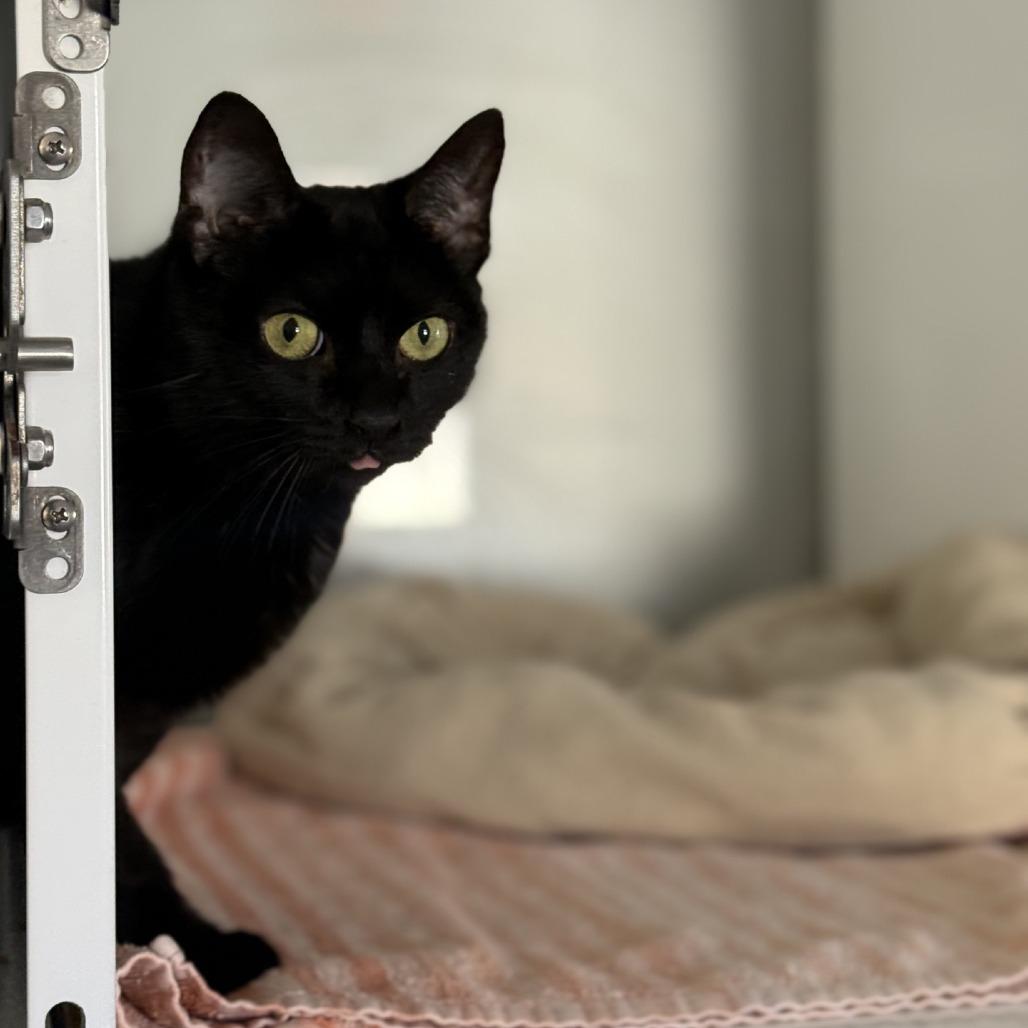 Enlarge Little Bit, a Adoptable Domestic Short Hair in Ridgely, MD image 2/6