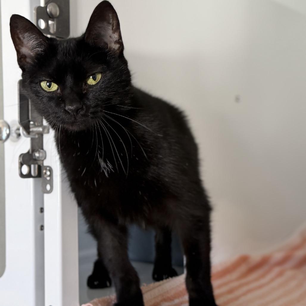 Enlarge Little Bit, a Adoptable Domestic Short Hair in Ridgely, MD image 3/6