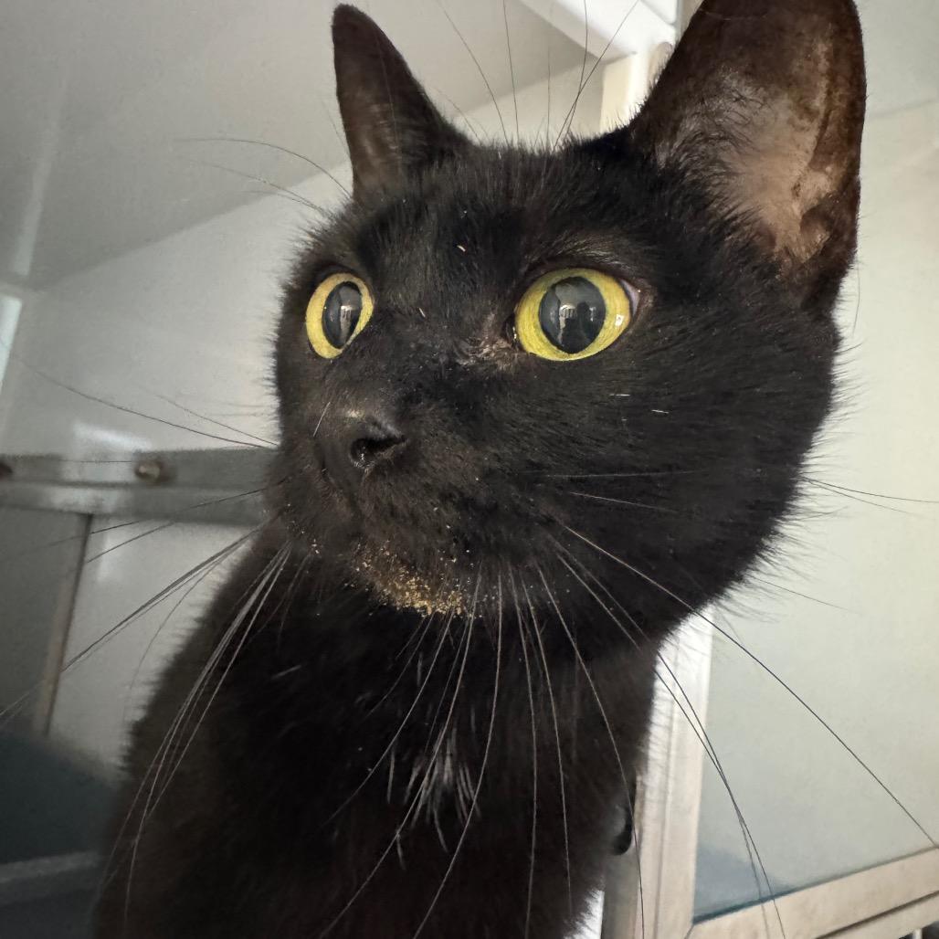 Enlarge Little Bit, a Adoptable Domestic Short Hair in Ridgely, MD image 5/6