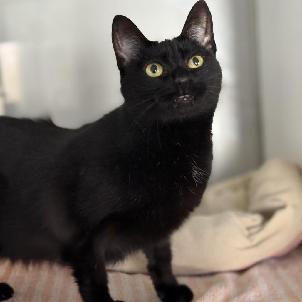 Enlarge Little Bit, a Adoptable Domestic Short Hair in Ridgely, MD image 6/6