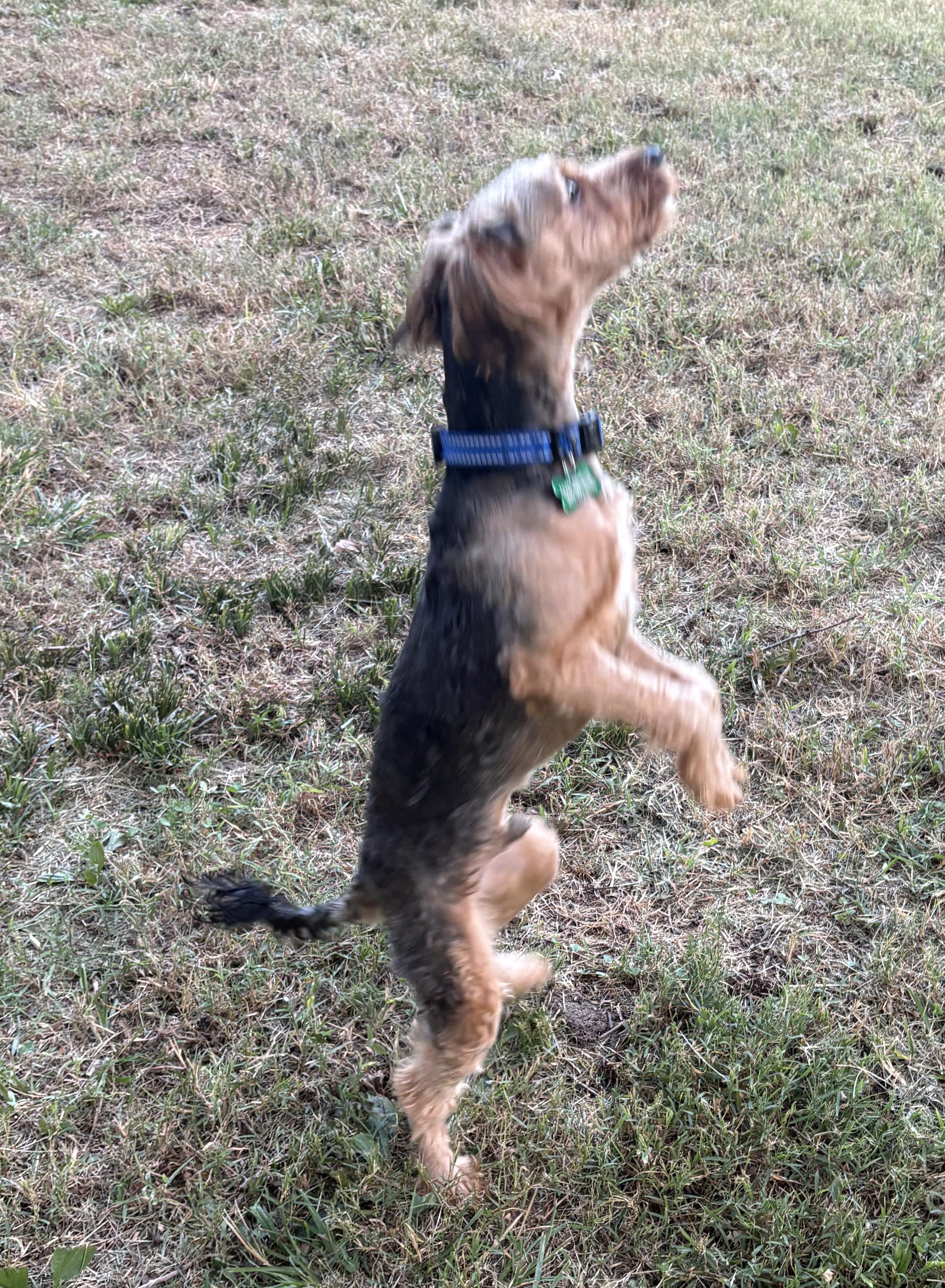 Bowie