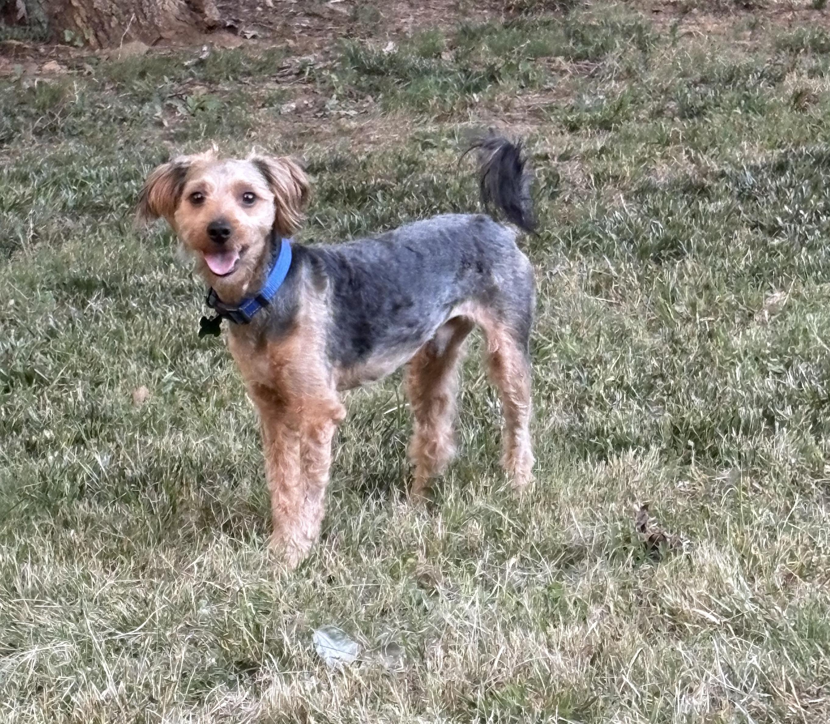 Bowie
