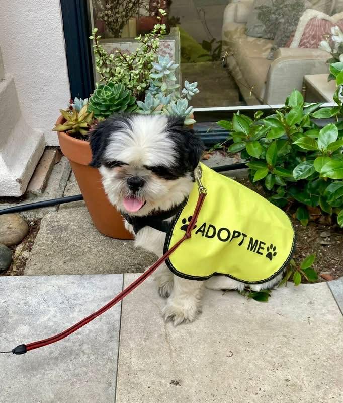 Enlarge Sir Tashi, a ADOPTABLE Shih Tzu in Pittsburg, CA image 3/5