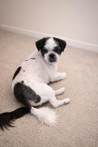 Sir Tashi, a ADOPTABLE Shih Tzu in Pittsburg, CA image 1/3