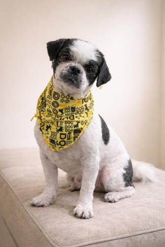 Sir Tashi, a ADOPTABLE Shih Tzu in Pittsburg, CA image 3/3