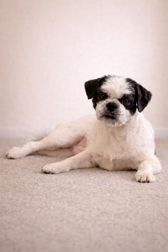 Sir Tashi, a ADOPTABLE Shih Tzu in Pittsburg, CA image 2/3