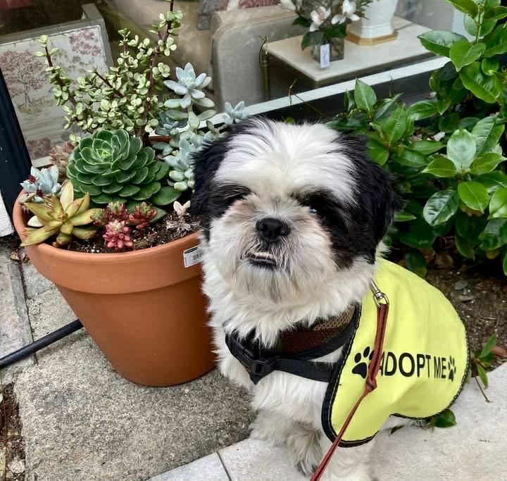 Enlarge Sir Tashi, a ADOPTABLE Shih Tzu in Pittsburg, CA image 1/5