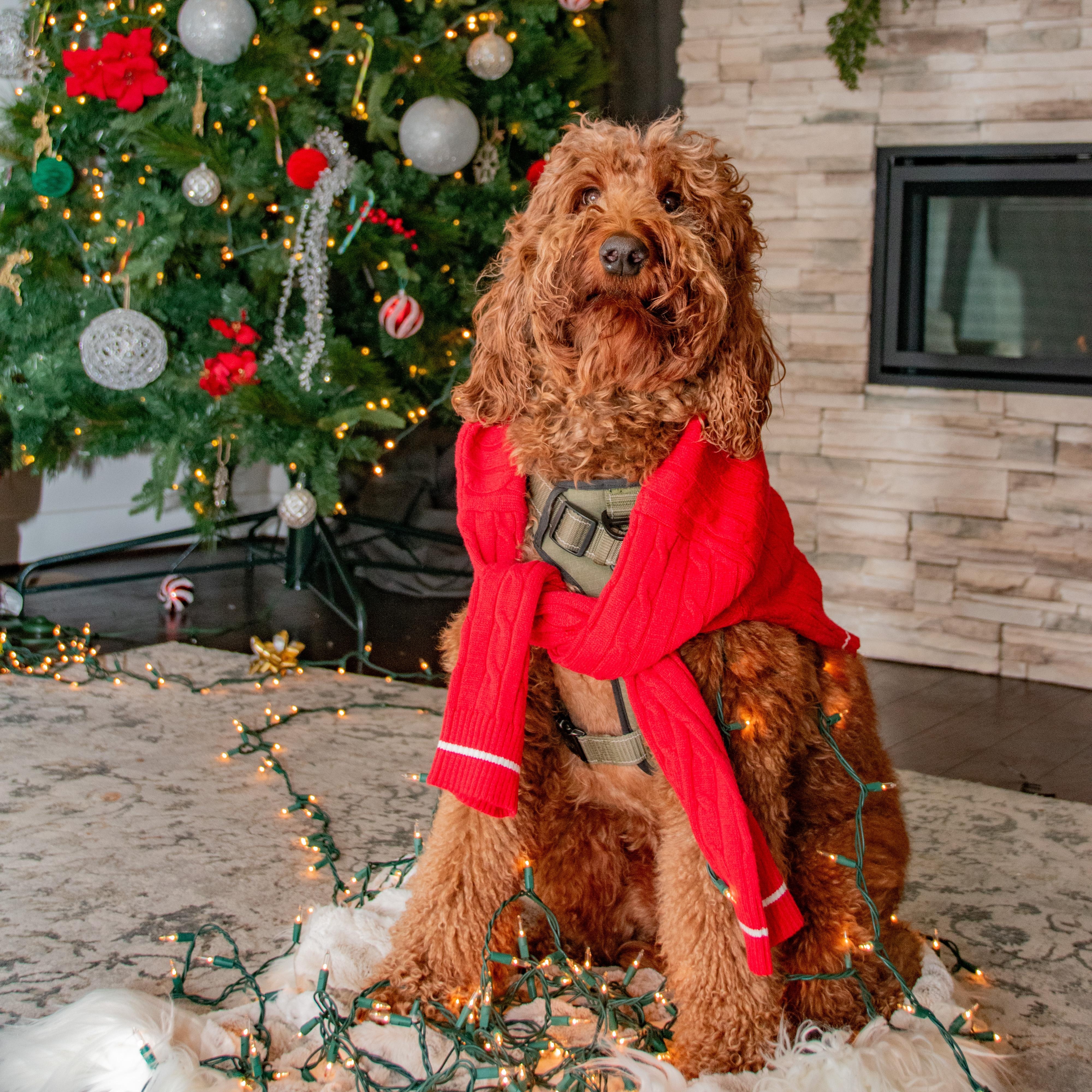 HONCHO-MARYLAND (IRISHDOODLE - Baldwin, Maryland), a Adoptable mixed breed in BALDWIN, MD image 5/6