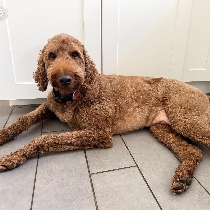 HONCHO-MARYLAND (IRISHDOODLE - Baldwin, Maryland), a Adoptable mixed breed in BALDWIN, MD image 4/6