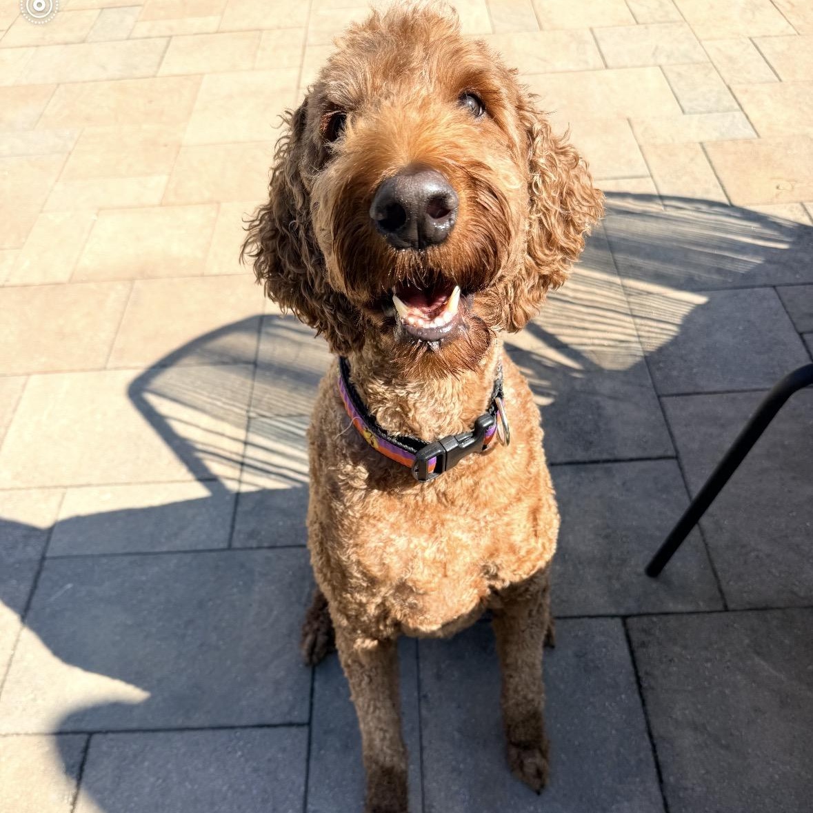 HONCHO-MARYLAND (IRISHDOODLE - Baldwin, Maryland), a Adoptable mixed breed in BALDWIN, MD image 2/6