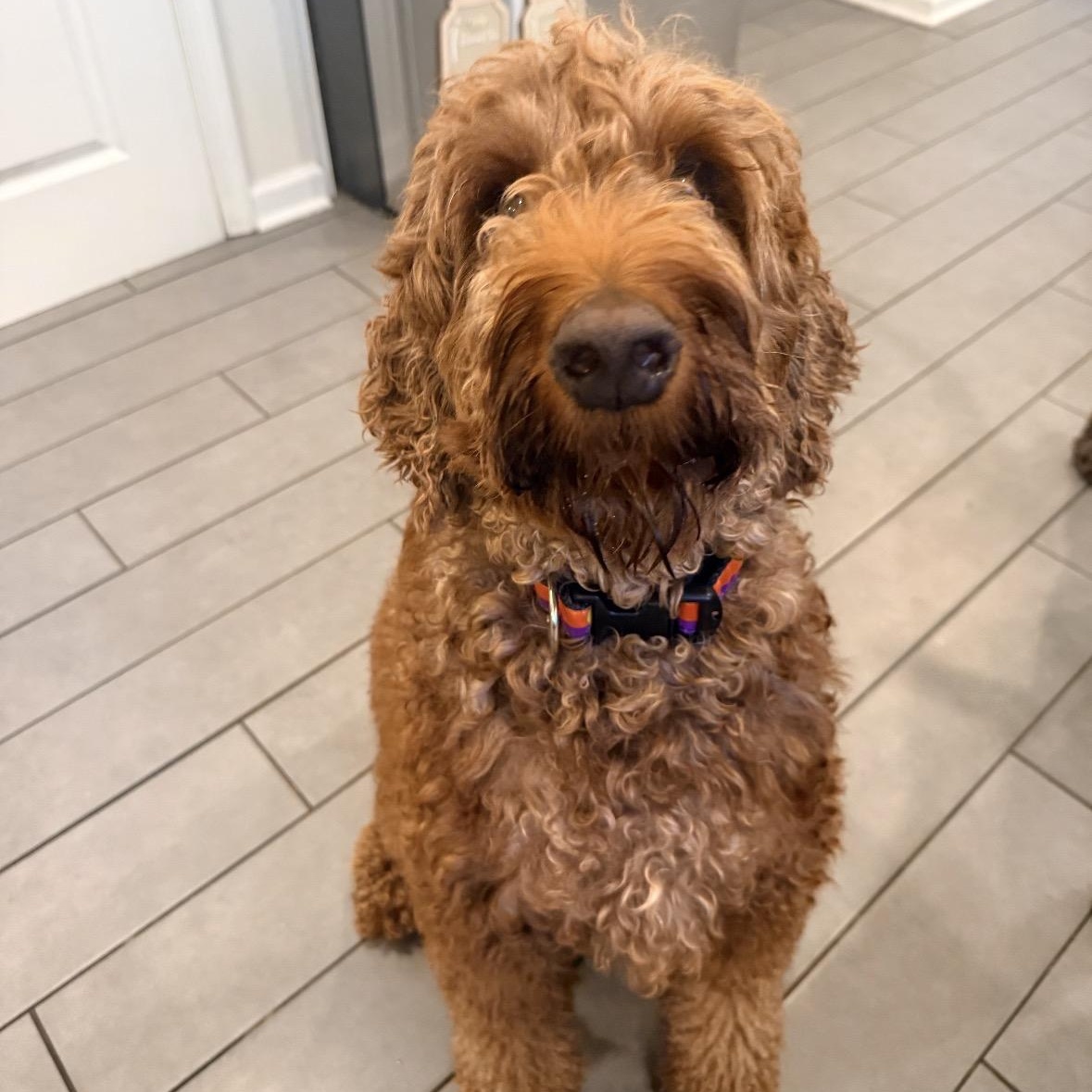 HONCHO-MARYLAND (IRISHDOODLE - Baldwin, Maryland), Adoptable, Adult Male Standard Poodle & Irish Setter.