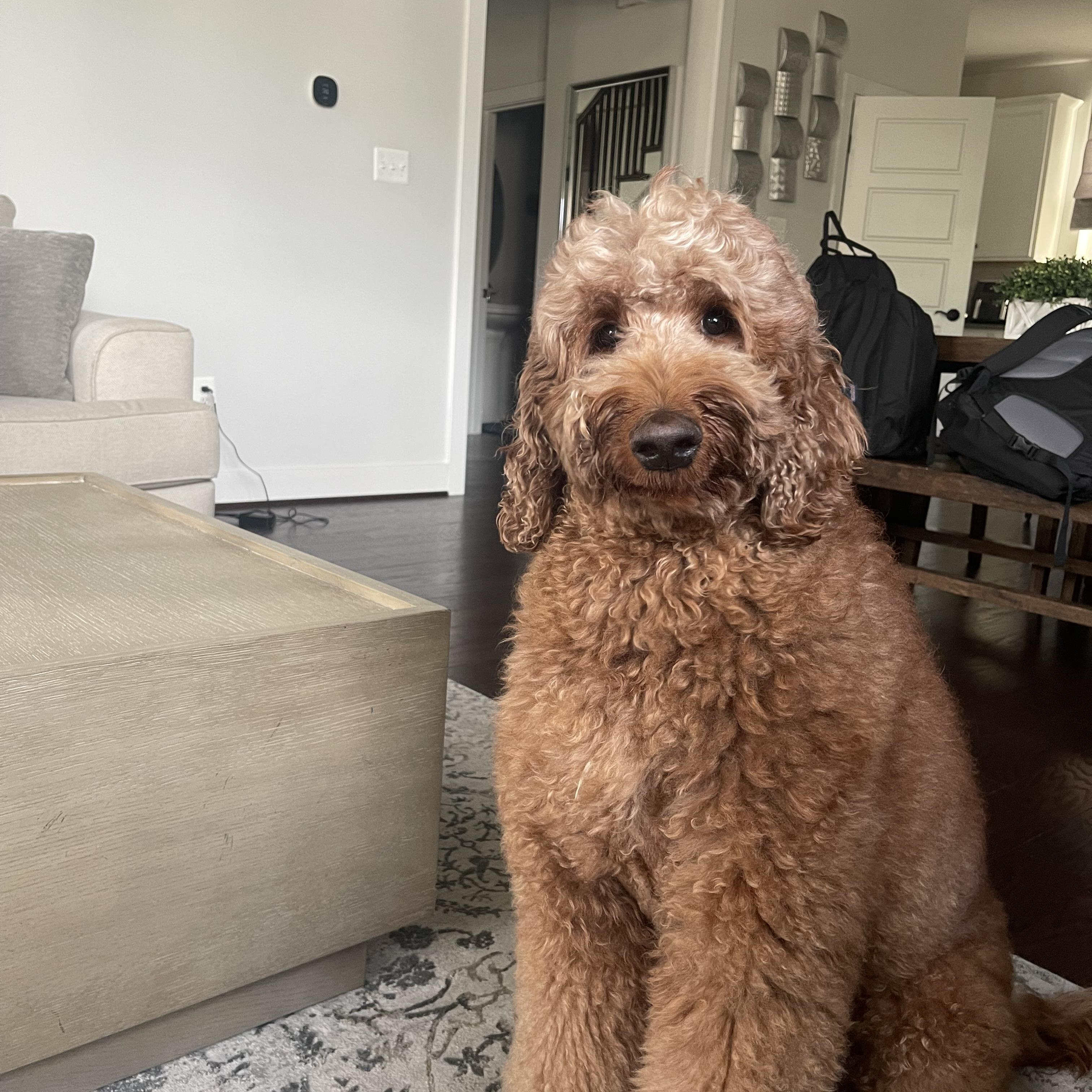 HONCHO-MARYLAND (IRISHDOODLE - Baldwin, Maryland), a Adoptable mixed breed in BALDWIN, MD image 3/6