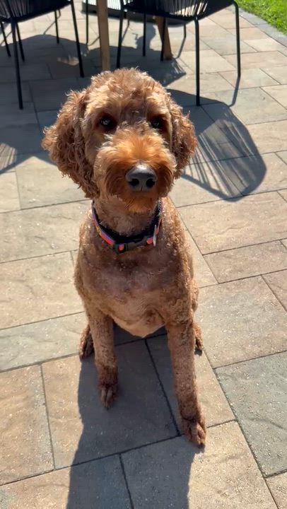 Enlarge HONCHO-MARYLAND (IRISHDOODLE - Baldwin, Maryland), a Adoptable mixed breed in BALDWIN, MD video 6/6