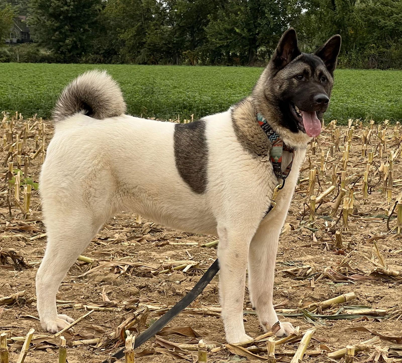 Enlarge Twinkle, a Adoptable Akita in Klondike, TX image 1/3