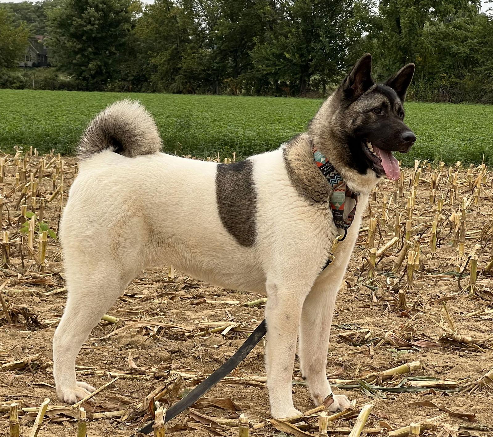 Enlarge Twinkle, a Adoptable Akita in Klondike, TX image 2/3