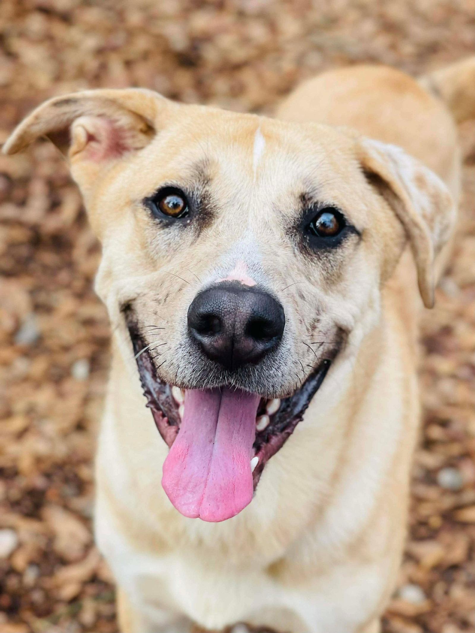 COURTESY POST..Crescent, Adoptable, Young Male Anatolian Shepherd.