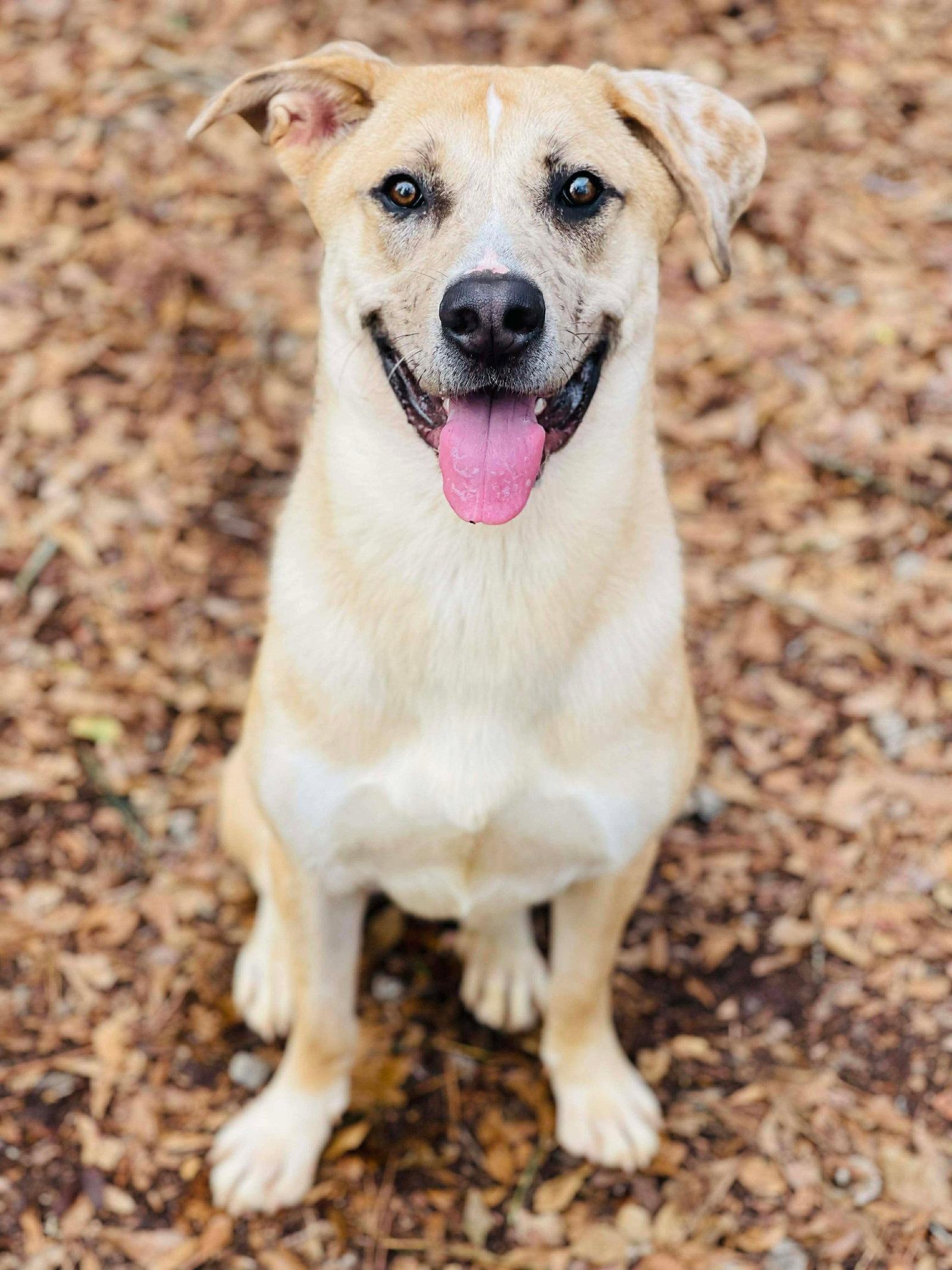 COURTESY POST..Crescent, a Adoptable Anatolian Shepherd in Social Circle, GA image 2/2