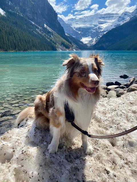 Enlarge Ghost, a Adoptable Australian Shepherd in Didsbury, AB image 1/2
