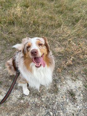 Enlarge Ghost, a Adoptable Australian Shepherd in Didsbury, AB image 2/2