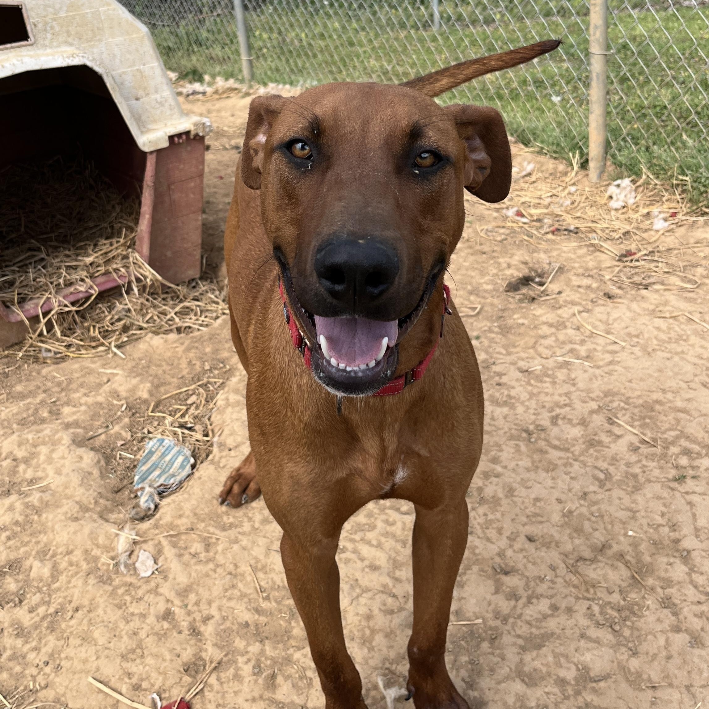 Enlarge Charlie, a Adoptable Black Mouth Cur in McKenzie, TN image 3/3