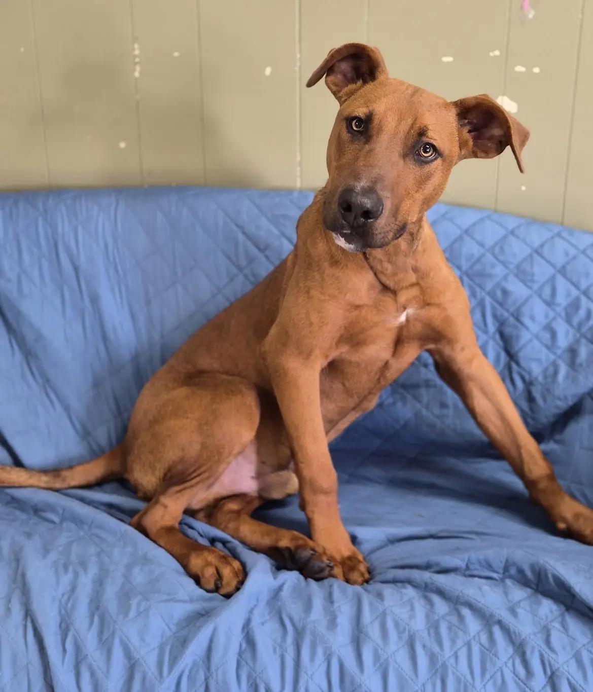 Charlie, Adoptable, Young Male Black Mouth Cur.