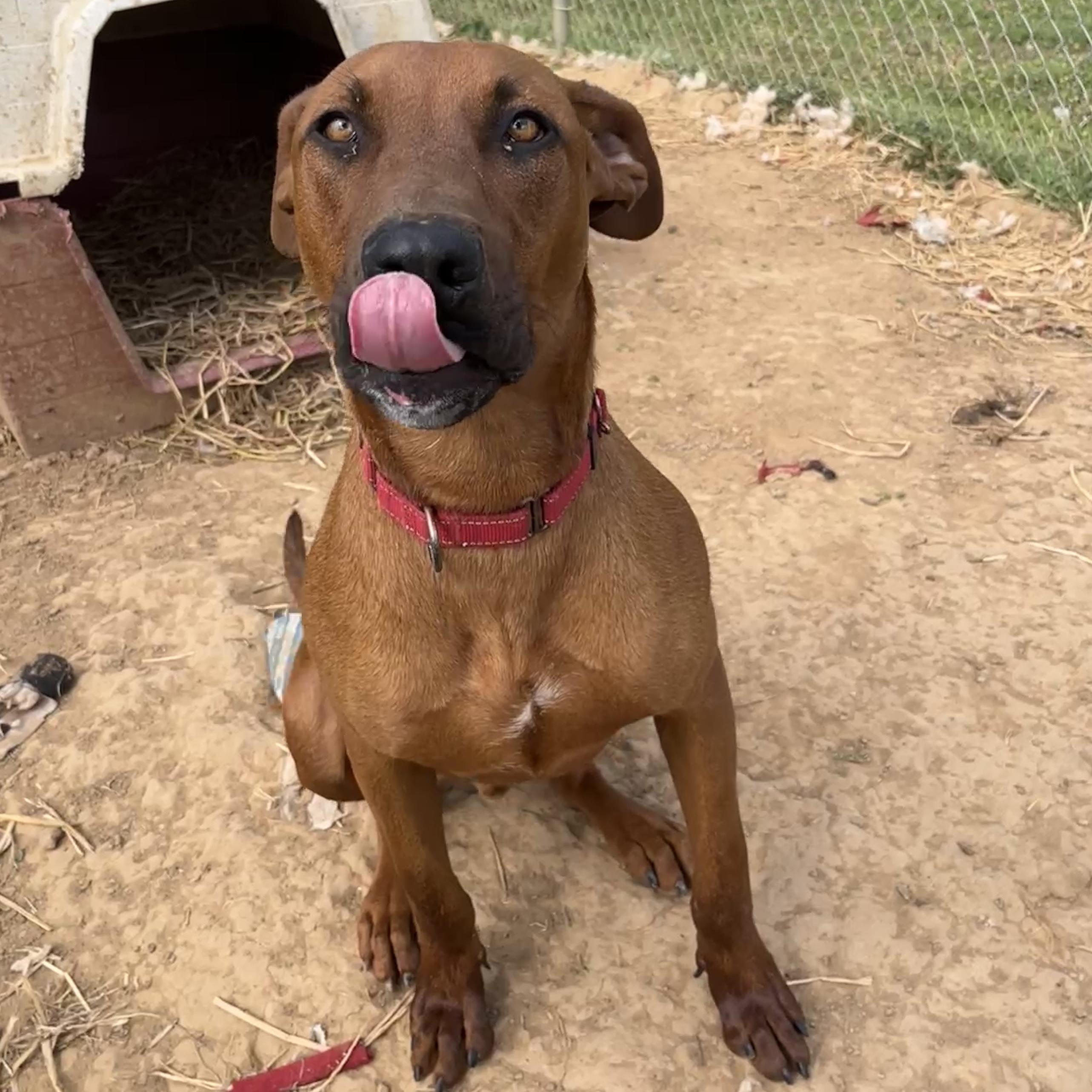 Enlarge Charlie, a Adoptable Black Mouth Cur in McKenzie, TN image 1/3