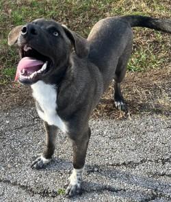 Jack, adoptable, Puppy Male Shepherd & Anatolian Shepherd.