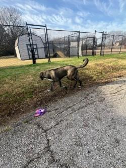 Enlarge Jack, an adoptable mixed breed in Murphy, TX image 2/2