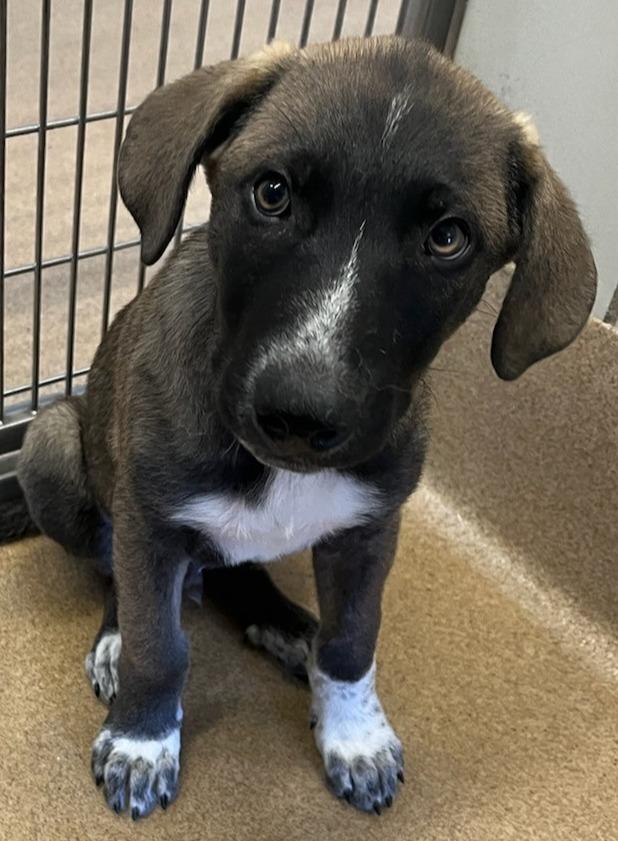 Jack, ADOPTABLE, Young Male Shepherd.