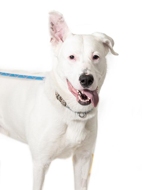 RICKY, Adoptable, Adult Male German Shepherd Dog & Siberian Husky.