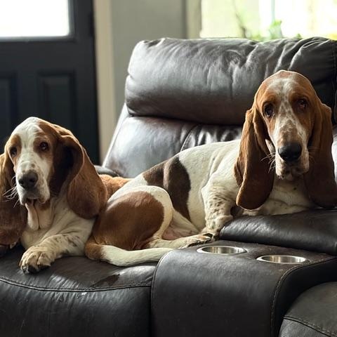 Cletus, an adopted Basset Hound in Hummelstown, PA image 4/4