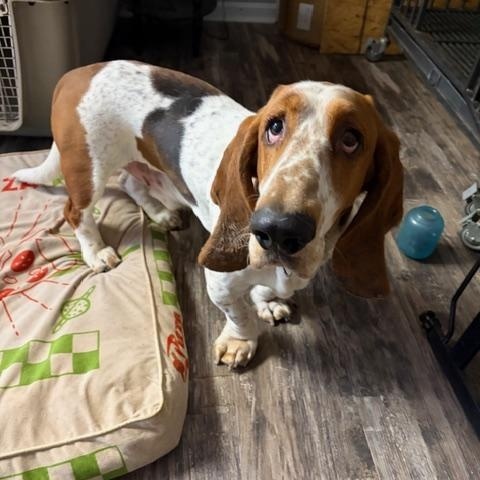 Cletus, an adopted Basset Hound in Hummelstown, PA image 1/4