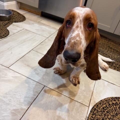 Cletus, an adopted Basset Hound in Hummelstown, PA image 3/4