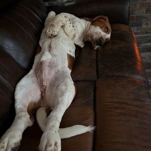 Cletus, an adopted Basset Hound in Hummelstown, PA image 2/4