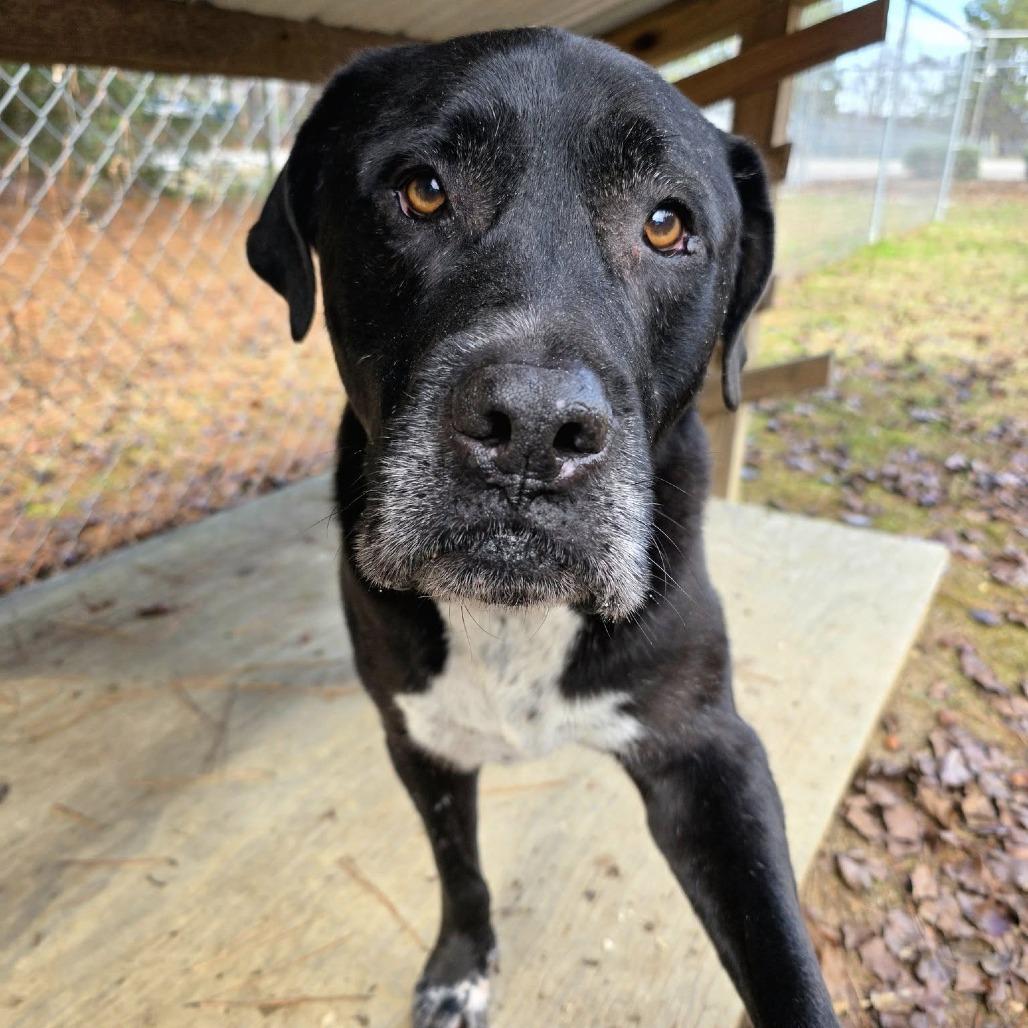 ELM 24(Diesel), Adoptable, Senior Male Mixed Breed.