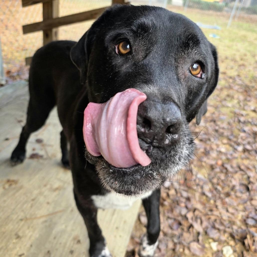 Enlarge ELM 24(Diesel), a Adoptable Mixed Breed in Gadsden, AL image 2/6