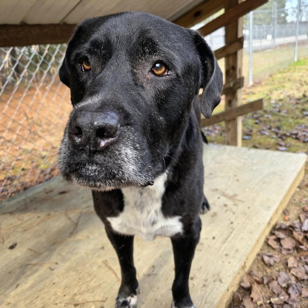 Enlarge ELM 24(Diesel), a Adoptable Mixed Breed in Gadsden, AL image 3/6