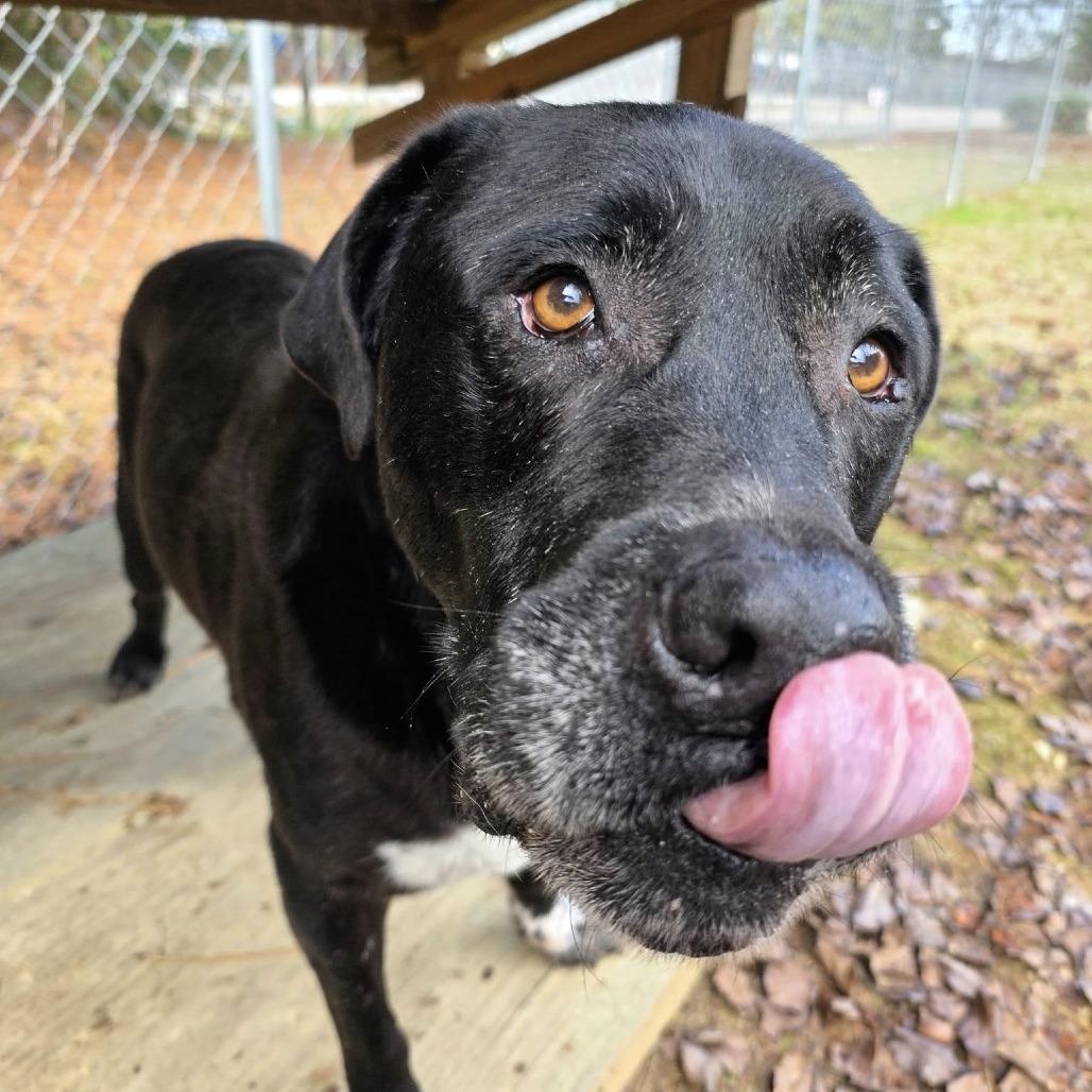 Enlarge ELM 24(Diesel), a Adoptable Mixed Breed in Gadsden, AL image 4/6