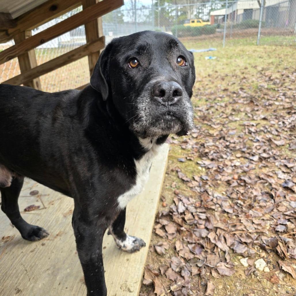 Enlarge ELM 24(Diesel), a Adoptable Mixed Breed in Gadsden, AL image 5/6